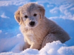 Puppy in the Snow
