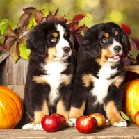 Autumn puppies