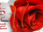 âœ¿ Red rose âœ¿