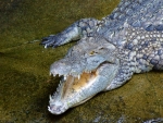 Nile crocodile