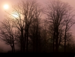 Foggy sunrise