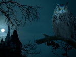NIGHT  OWL