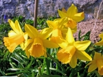 Yellow Daffodils