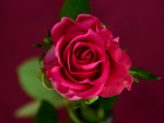 Pink Rose Bloom