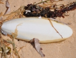 Cuttlefish Bone