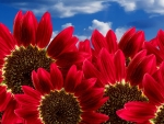 Red sunflowers