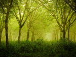 Dreamy forest