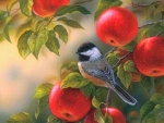 Chickadee at Orchard