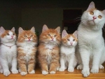 Kittens Family