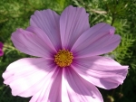 A lovely Flower