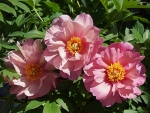 Lovely Pink Peonies