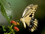 Butterfly on Flowers