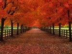 Autumn tree alley