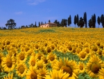 Sunflower field