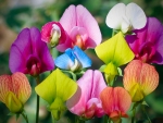Sweet  peas