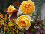 Yellow Roses