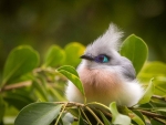 Cute Little Bird