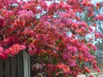 Bougainvillea