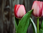 Pink Tulips