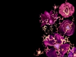 Fractals and Flowers in Color