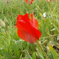 wild tulip