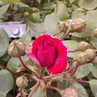 deep pink rose