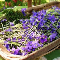 Violets Galore 
