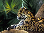 Brazil - Leopard