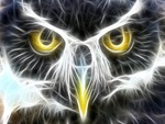 Owl 3D