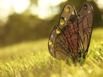 à®  butterfly à®