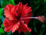 Hibiscus