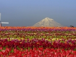 Tulip field