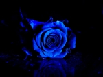 Blue Rose