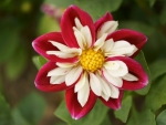 Zinnia