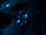 Blue Drops
