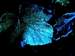 Blue Leaf