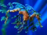 Sea Dragon