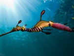 Sea Dragon