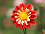 Dahlia (Koraretto bloom)