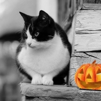 Halloween Cat