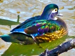 *A pretty duck*