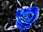 *Teardrops of a blue rose...*