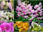 Orchids of Singapore
