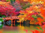 Autumn pond