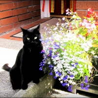 Black beauty and flowers