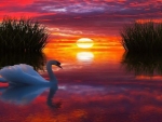 Swan at Sunset