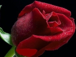 Red rose