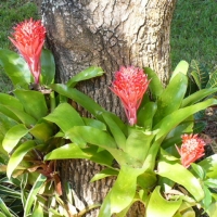 Ginger plant