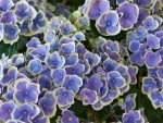 Hydrangea