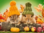 Autumn rabbits